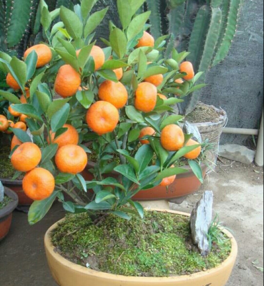 金桔树夏天落果怎么处理,金桔落叶干枝怎么补救