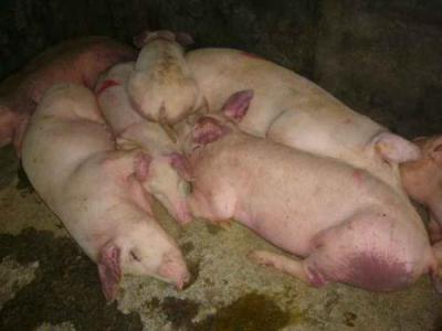 猪吃食物呕吐是什么原因,猪吃料后呕吐怎么办