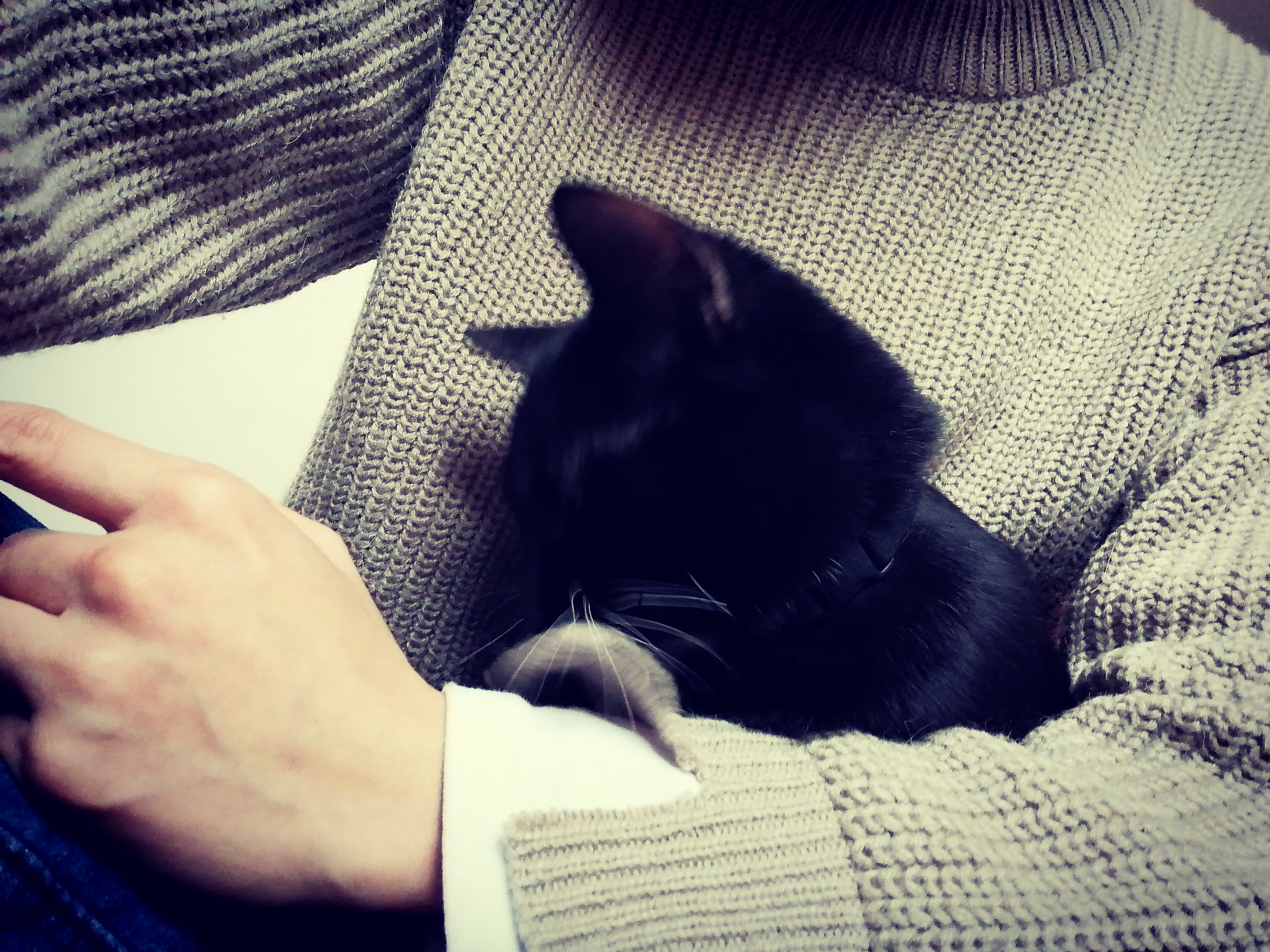 放假回家怎么解决猫喝水,猫咪可以寄养在有猫的人家吗