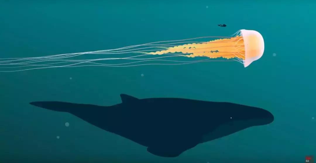 被水母蜇伤后浑身疼痛怎么办,预防水母蜇伤的最佳方法