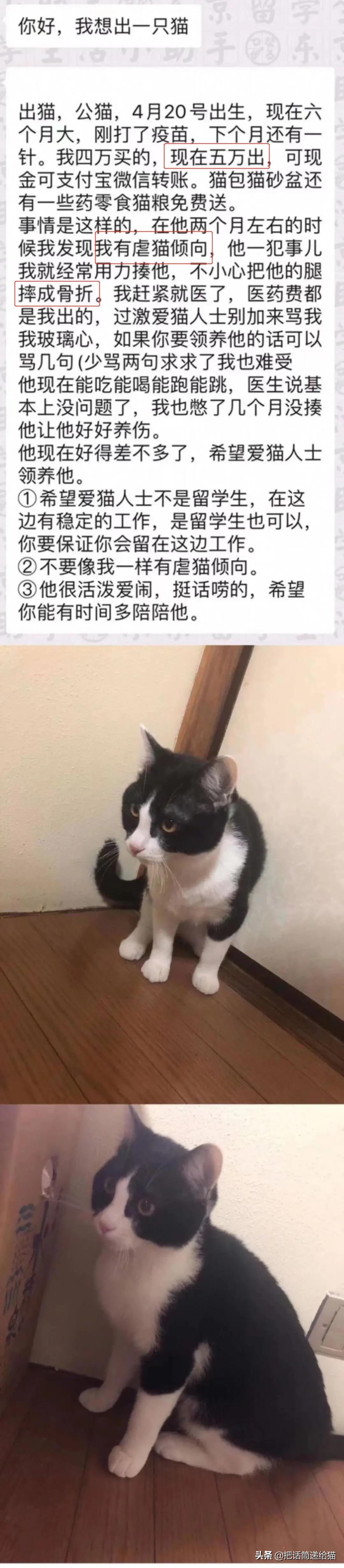 虐猫后良心发现加价“*养送**”？在日本领养流浪猫没你想的那么美好