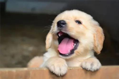 向往优宠怎么样,向往优宠好不好