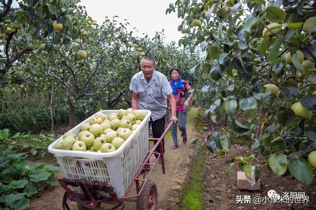 河南洛阳发布最新通知,洛阳牡丹花会向全世界发出邀请