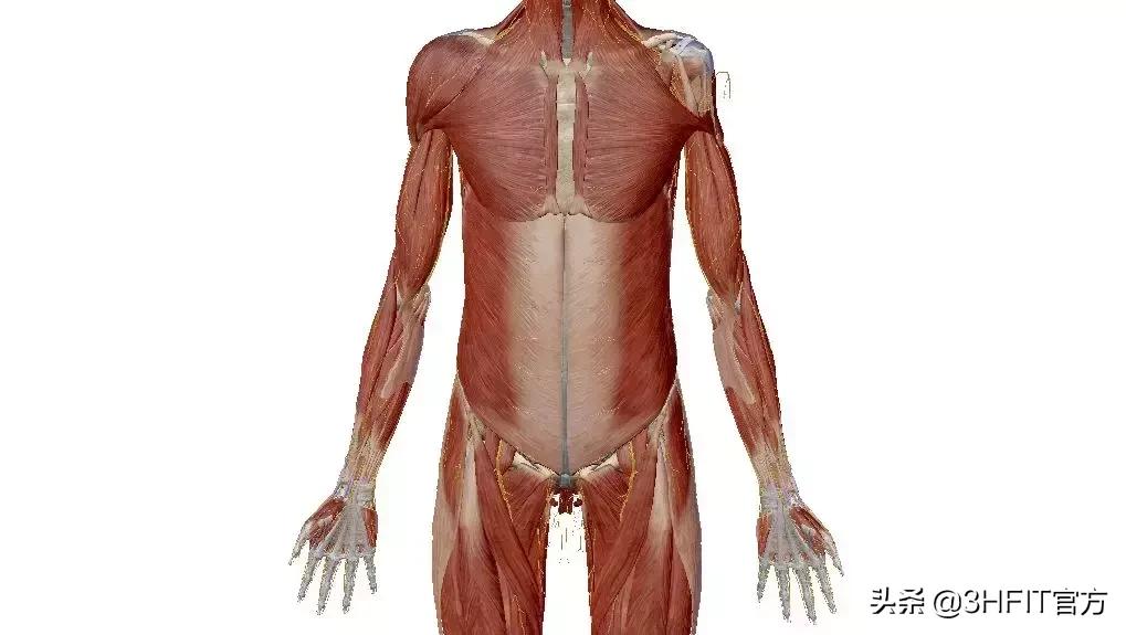 快速提升握力的方法,如何快速提高握力成绩