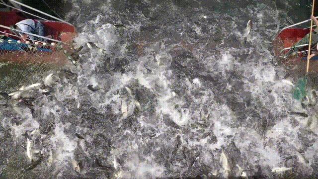 胖头鱼有一百多斤的吗,胖头鱼活蹦乱跳的视频