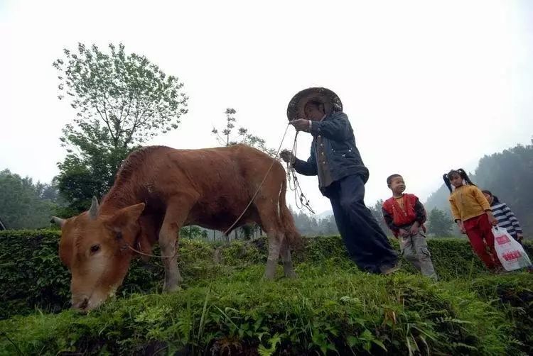 沅陵乡村放牛娃,放牛娃道县