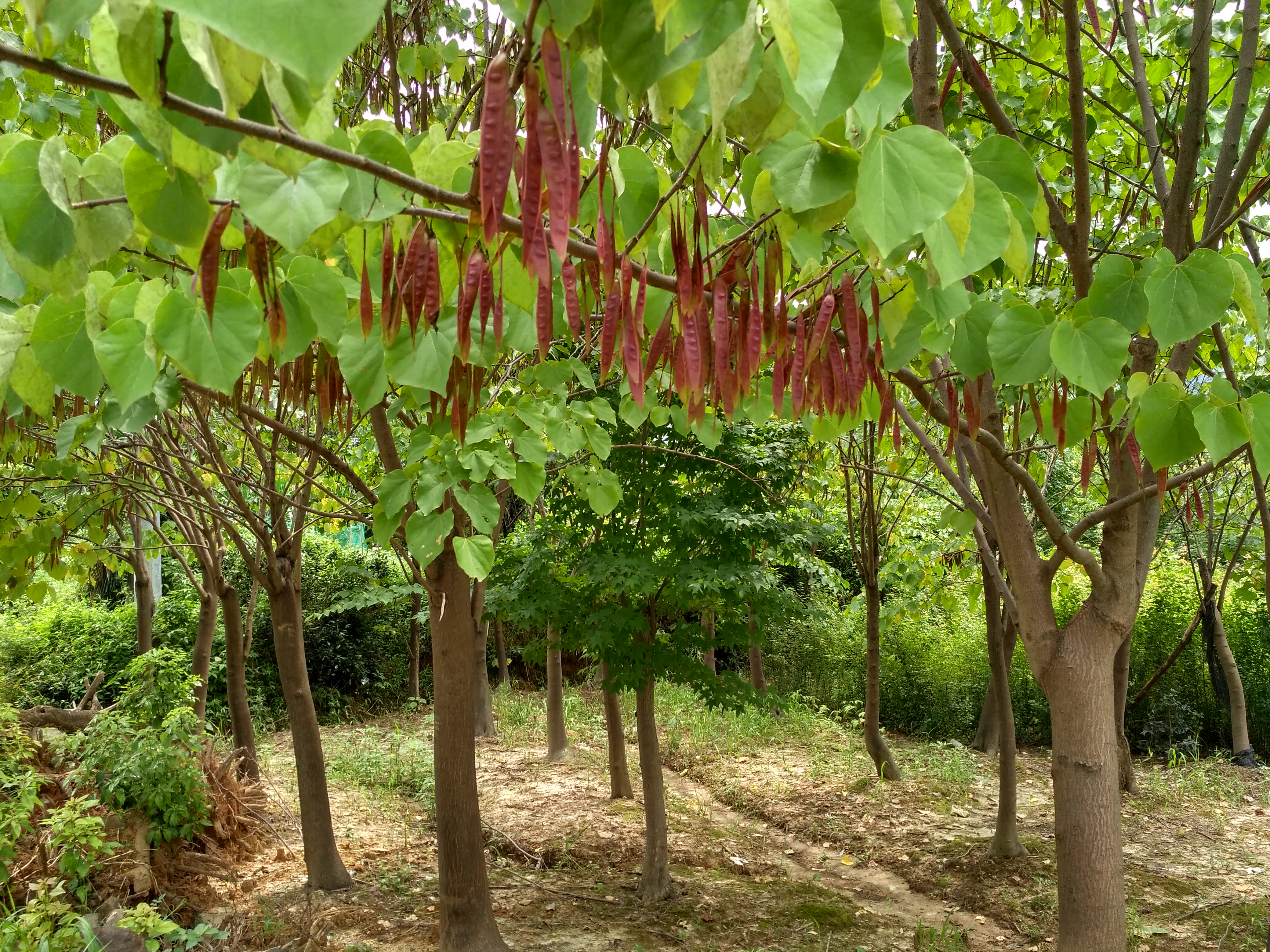 摩友一起骑行的视频,与摩友一起川藏