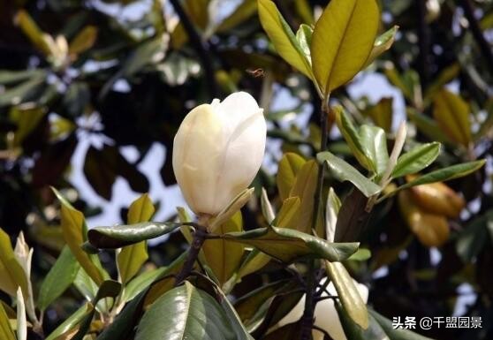 别墅庭院种四季常绿树,别墅庭院种什么树长得又高又快