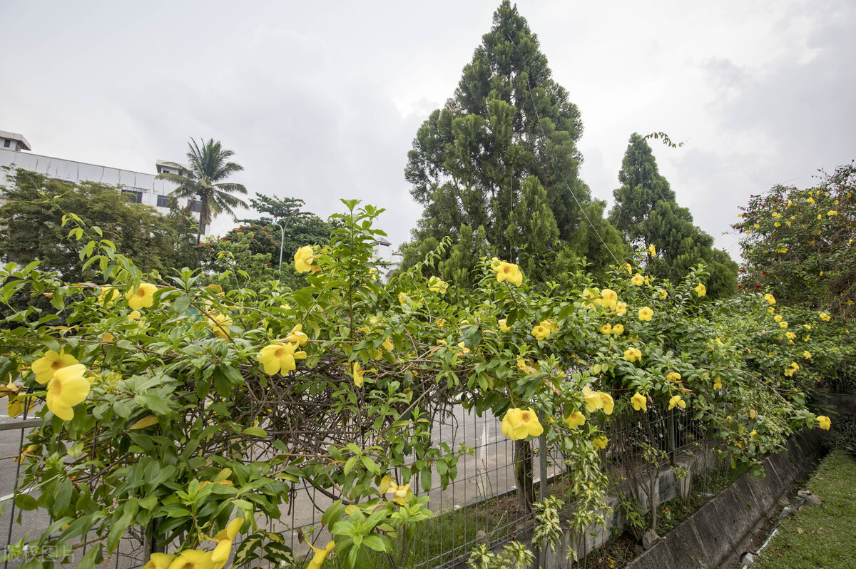 100种常见园林图鉴,列举20类不同的园林花卉