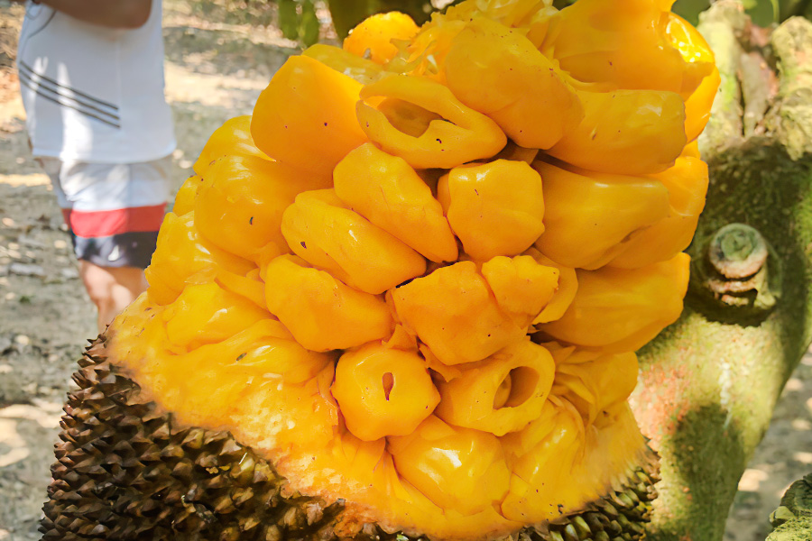 专业种植大树菠萝,种植菠萝收入高不高