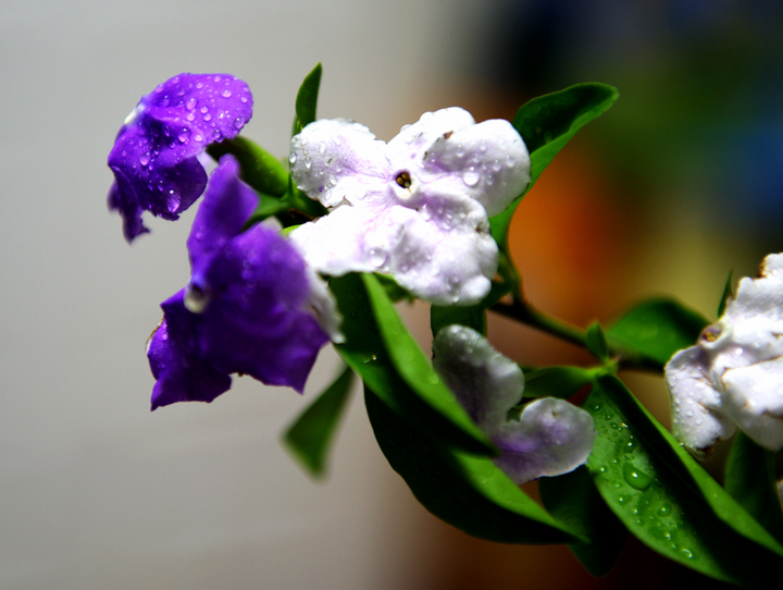 双色茉莉不开花光长叶是怎么回事,双色茉莉怎么让它开花多