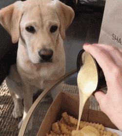 怎么才算纯种泰迪狗呢图片,纯种狗和非纯种狗的区别哪个好