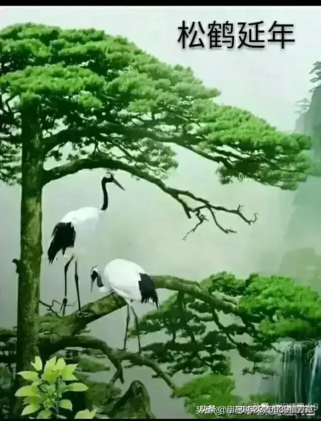 大自然山水花鸟大全,回归自然山水花鸟