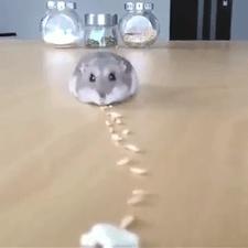 仓鼠的嘴巴到底有多大啊,仓鼠的嘴巴和舌头是怎么样的