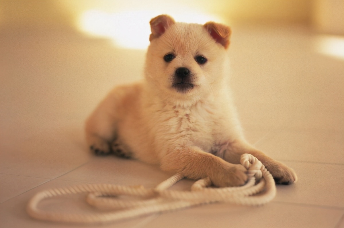 生活中常见的纸巾和绳子,对狗狗会有什么危害呢?