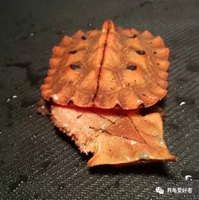 春节之前，给那些不养龟的朋友们科普一下