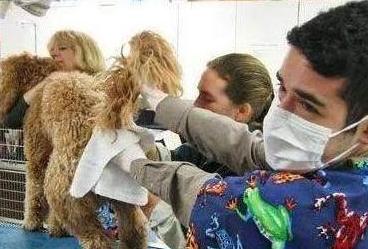 濡備綍缁欐嘲杩嫍鐙楁尋鑲涜吅,鎬庝箞缁欐嘲杩嫍鐙楁尋鑲涜吅