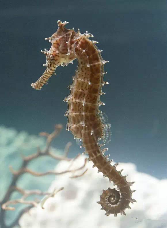 史上最全面的海鲜大咖,史上最全海鲜视频