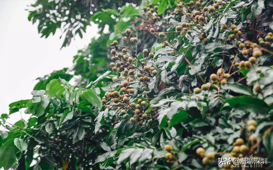 深圳益田村地址,行走深圳系列罗湖