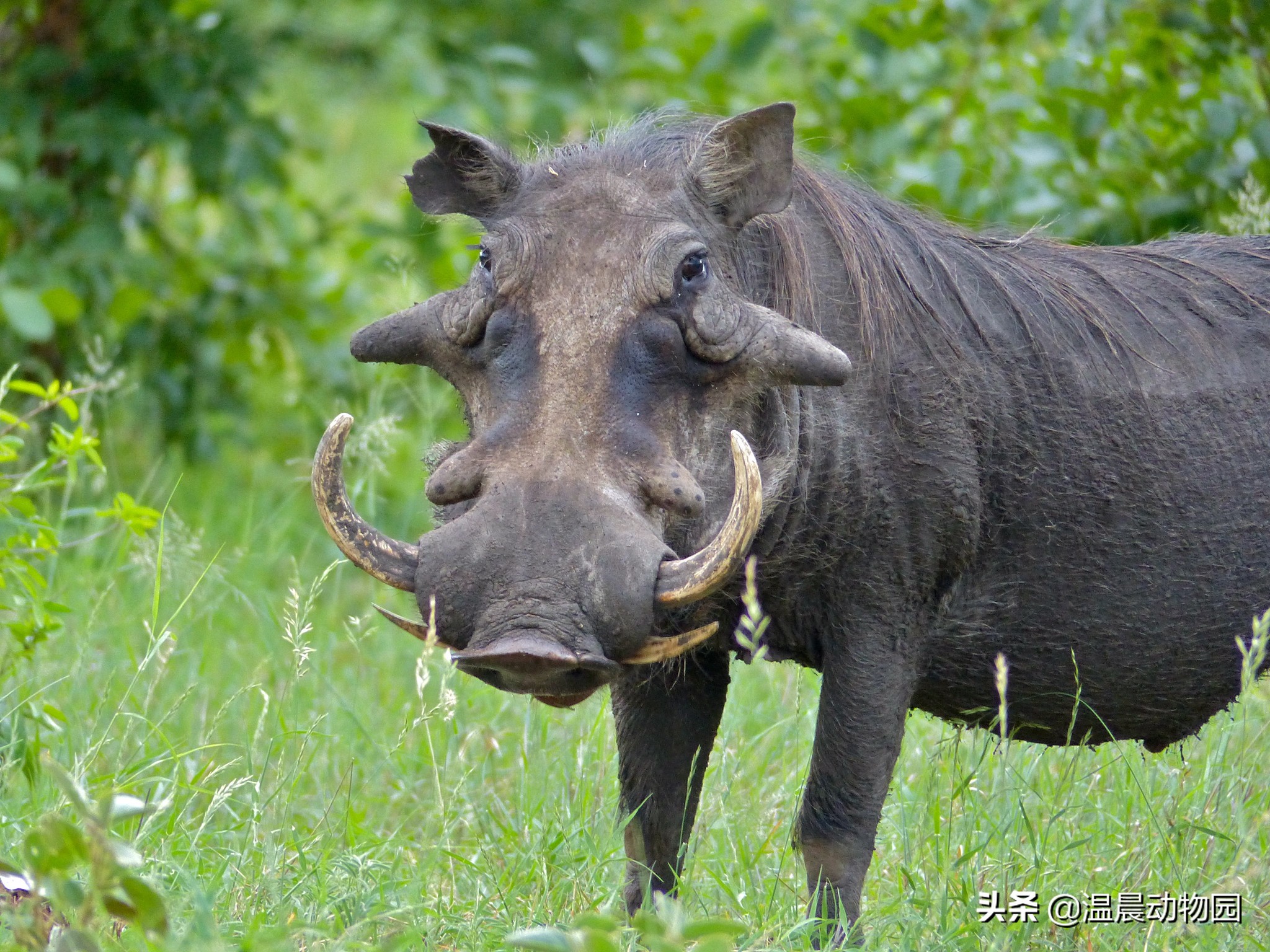 一猪二熊三老虎是怎么来的,为什么说一猪二熊三老虎