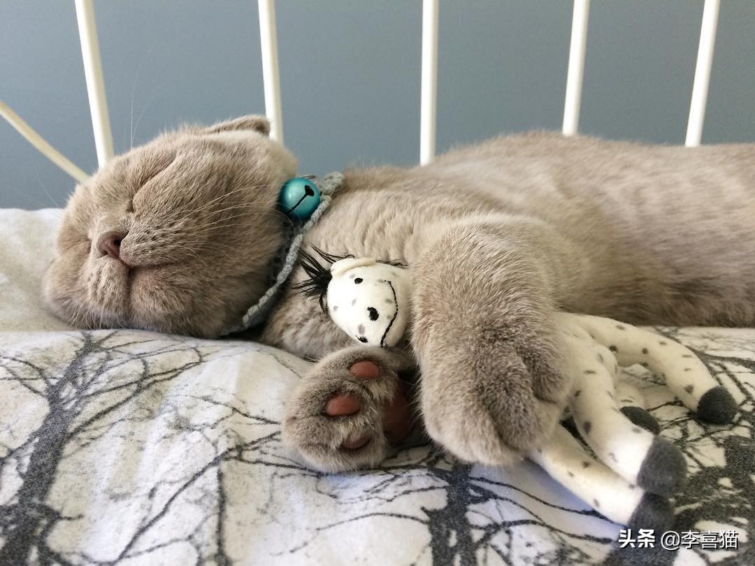 铲屎官收拾屋子,铲屎官最应该给猫咪的5种东西