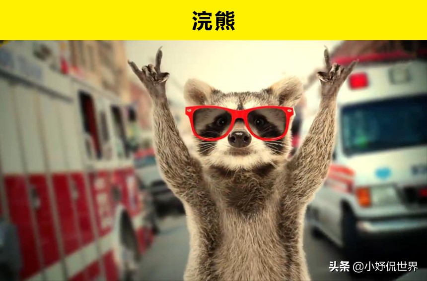 10种动物并没有你想象的那么危险,十种最可怕的动物但很可爱