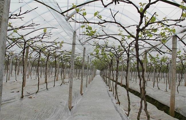 葡萄果小不饱满？春季这样抹芽定梢、绑蔓掐须、施肥水！产量不愁