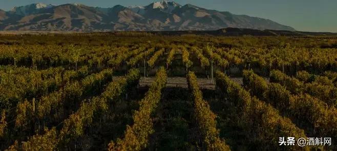 一瓶真正的自然酒的诞生丨Zorzal酒庄专访