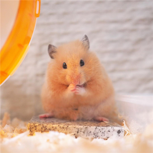 从仓鼠睡姿看出仓鼠是否信任主人,仓鼠向主人露牙齿