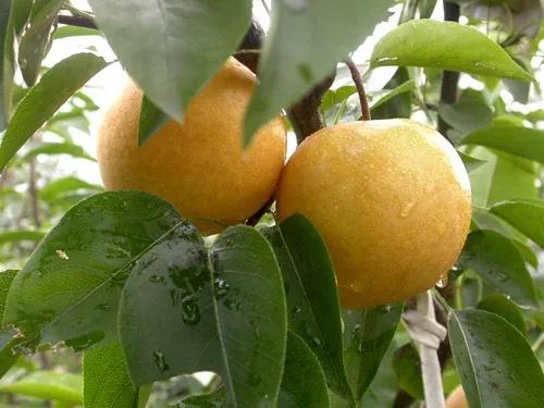 上海特产云片糕在哪买,上海有啥特产值得买的