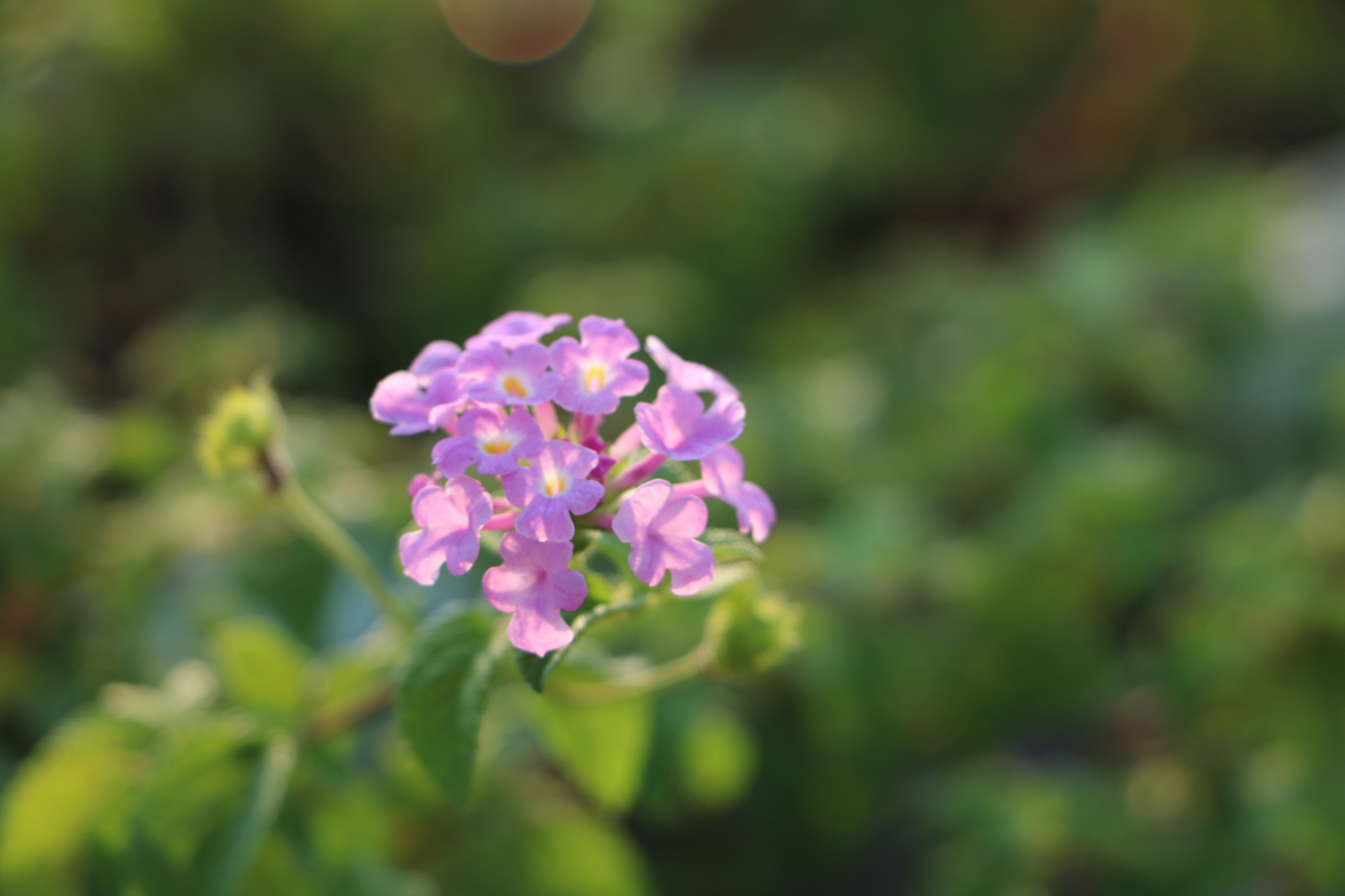 十二星座爱你到骨子里的表现狮子,什么行为会让对象失去耐心