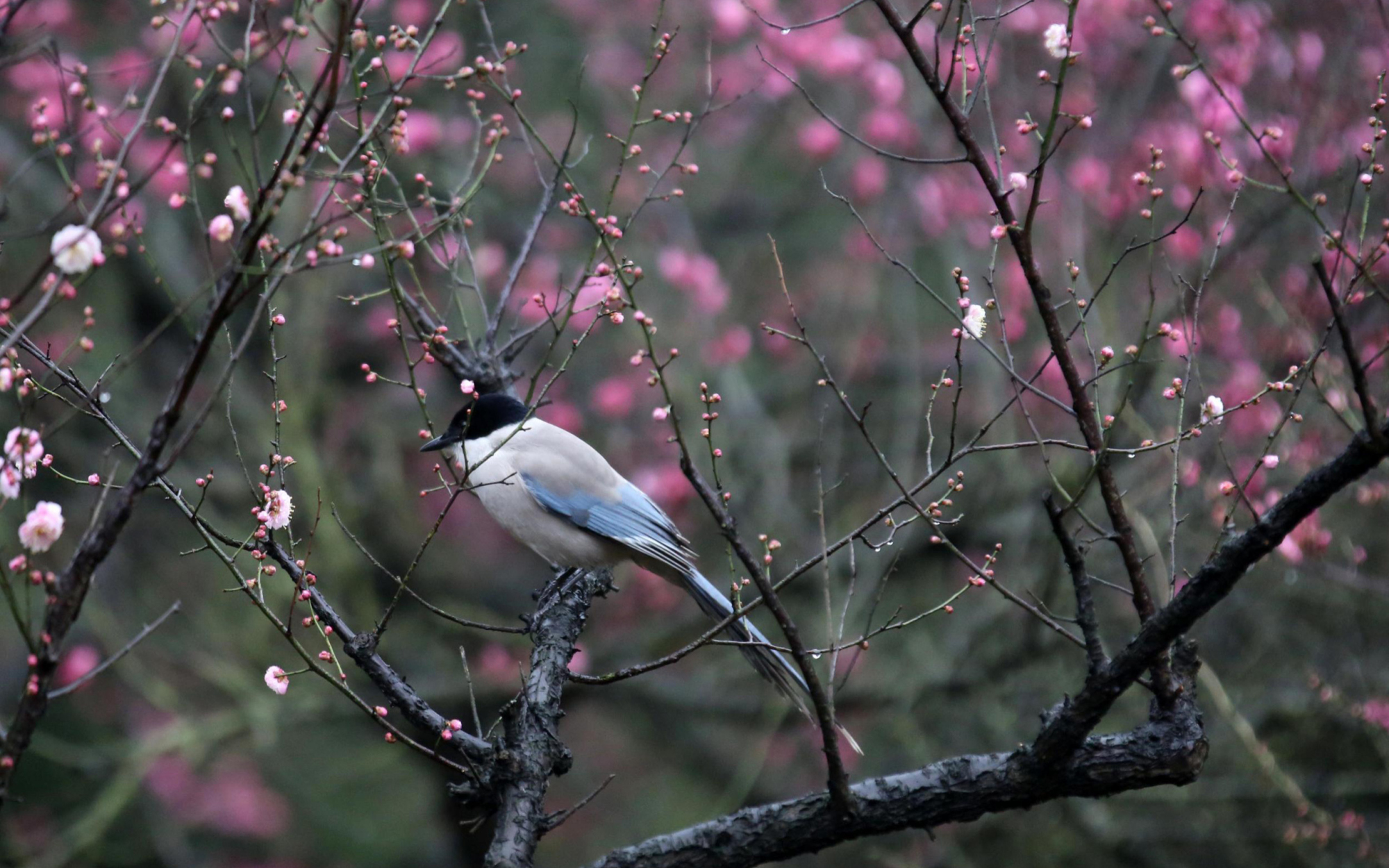 2月4日17时“立春”，俗语“立春晴，雨水匀”，今年收成如何？