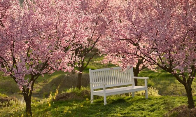 上海春游踏青好去处,上海春季踏青旅游攻略