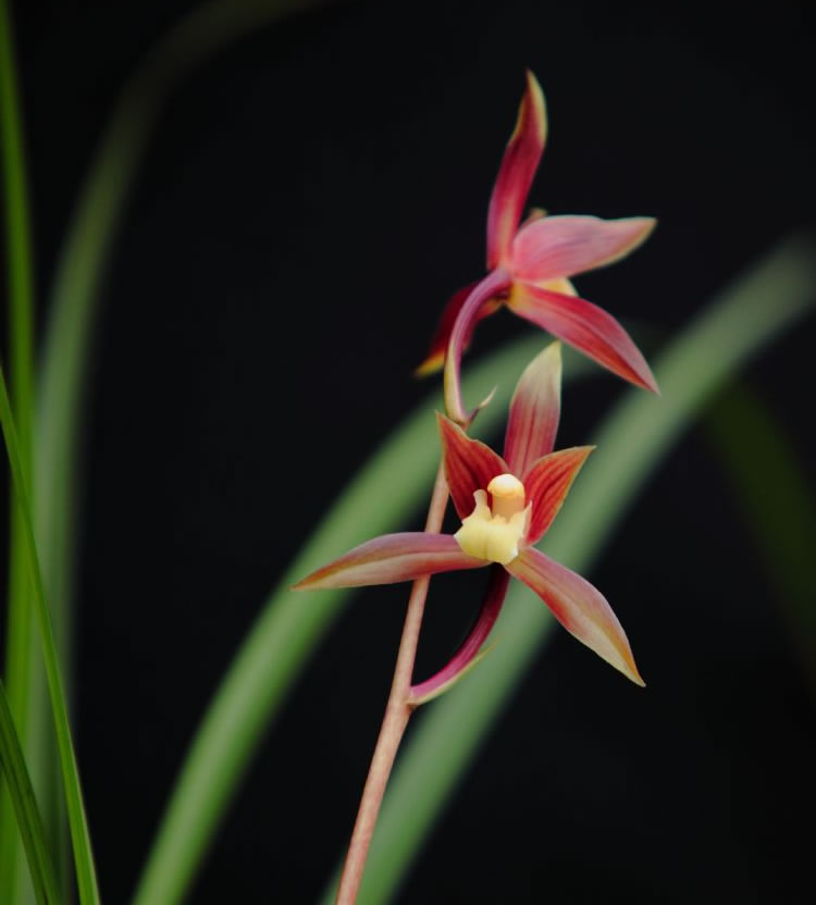 秋芝兰花为什么这么贵,秋芝究竟是什么样的兰花