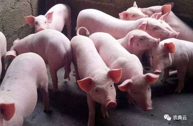 育肥猪营养生长图,育肥猪的营养和饲料配比