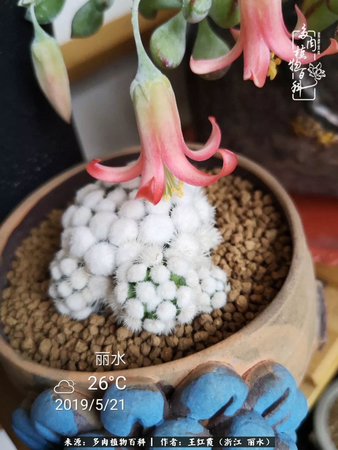 仙人球露养条件,仙人球的露养方法