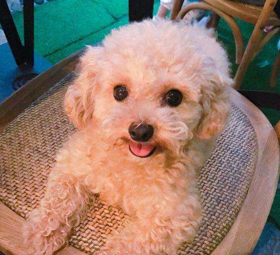 贵宾犬有几个颜色,贵宾犬颜色