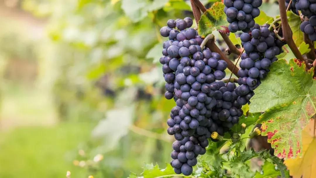 生僻字原唱完整版抖音,抖音网红生僻字是谁唱的