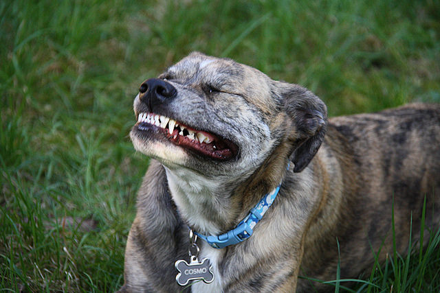 狗狗口臭是怎么回事该怎么办,狗狗肠胃不好口臭怎么调理