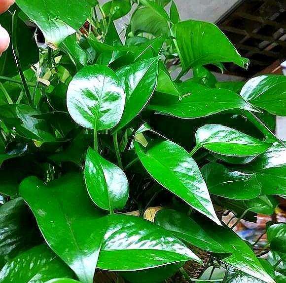 绿萝老化了怎么翻新,绿萝叶干烂了怎么回事