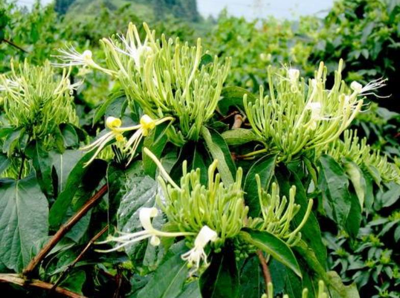 5种植物爱开花,适合北方家里养的32种花