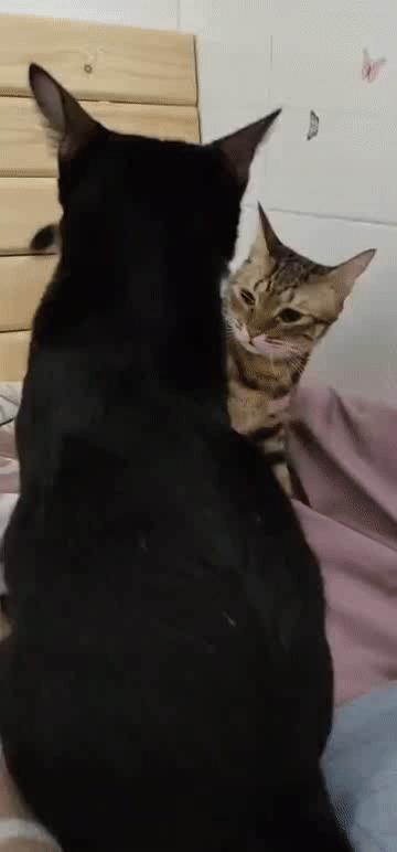 猫咪生病了不吃猫粮但是吃营养膏,猫咪生病怎么治疗最好