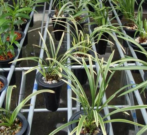 兰花盆栽适合放室外还是室内,盆栽兰花可以淋雨吗