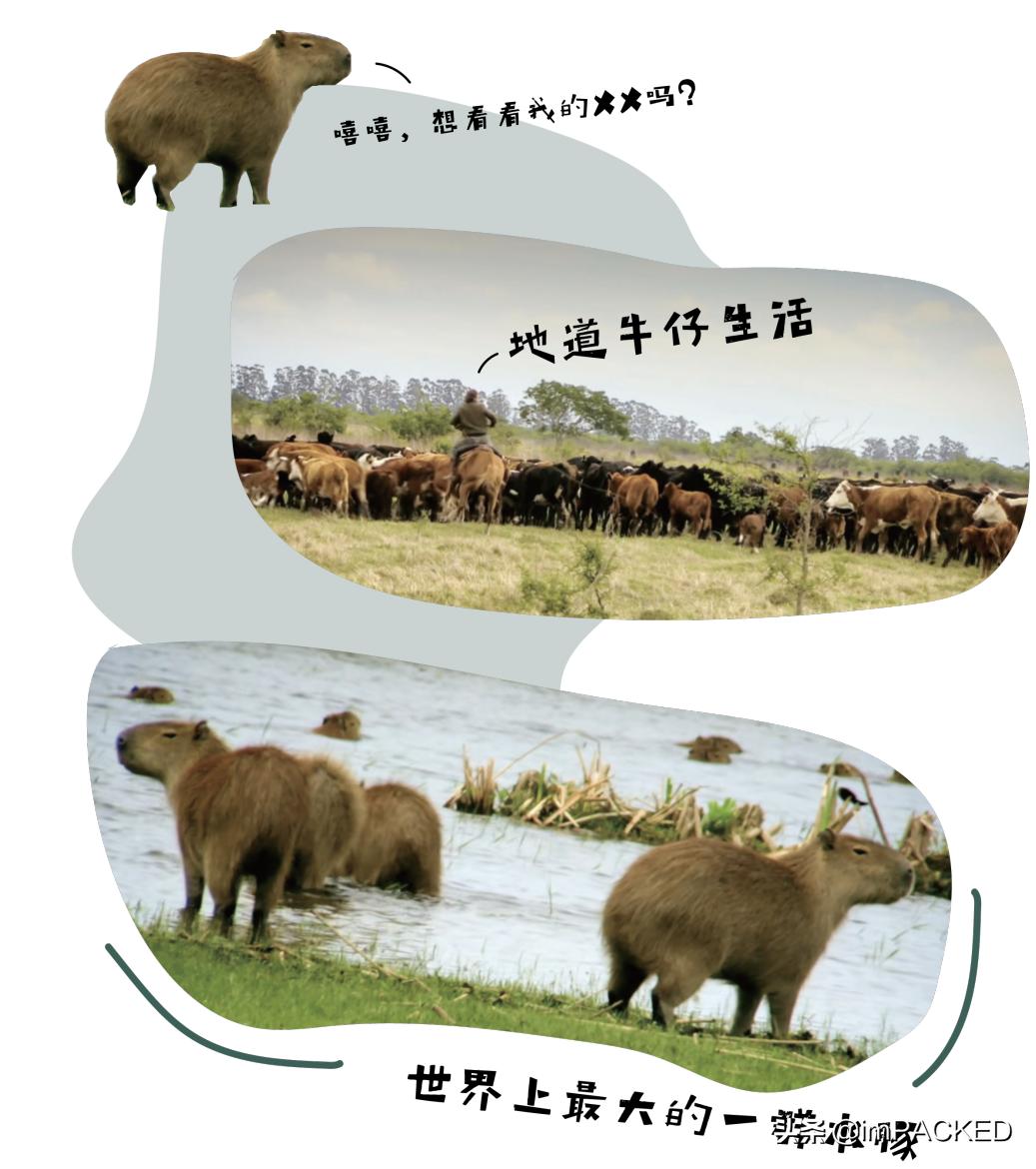 RobGreenfield的#不花钱旅行#玄学