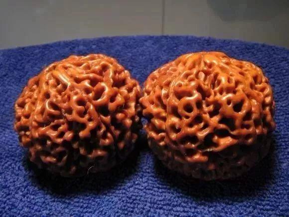 什么是落地红金刚菩提,落地红能盘出金刚菩提的效果吗