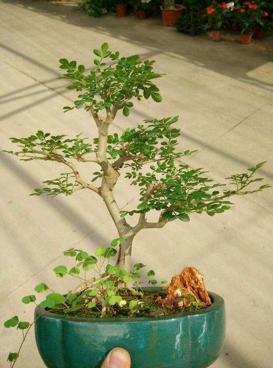 白蜡盆景好养活吗,白蜡盆景的养法和管理