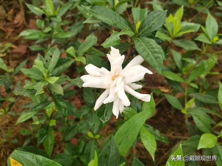 溉澜溪体育公园现在还有花吗,重庆溉澜溪体育公园足球场