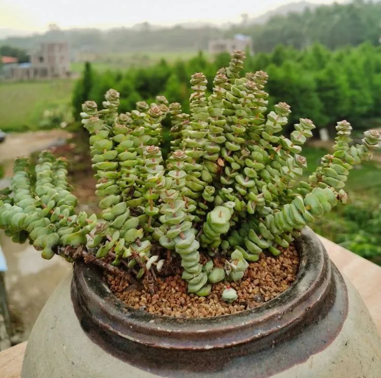 一盆仙人掌和一盆月季的故事,一个多肉的故事