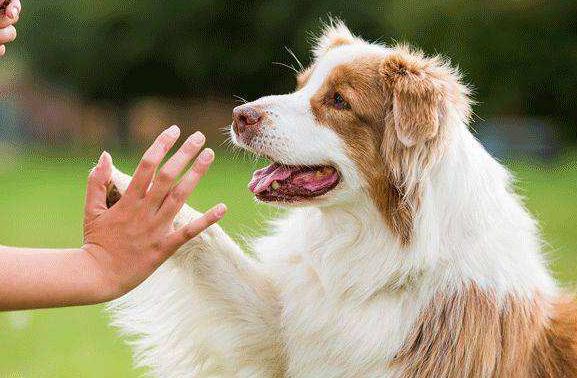 狗狗随地大小便如何惩罚,狗狗犯错怎样惩罚最好