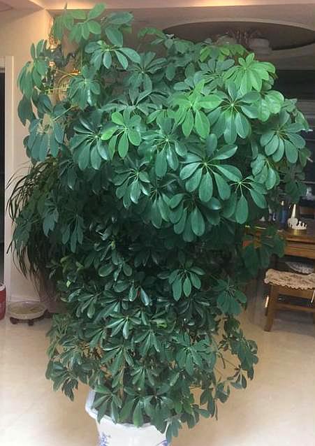 招财树怎样养叶子绿油油的,招财树怎么养绿油油